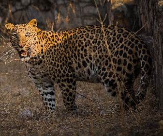 Jhalana Leopard Reserve houses more than 20 leopards and is on every wildlife adventurer’s list. It is an open gypsy safari so that you get to witness wild animals in their natural habitat. Apart from Leopards, you can also witness a large number of other animals as well as birds.